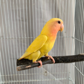 Peach-Faced Lovebird – Young and Full of Potential