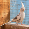 Whiteface Pearl Pied's