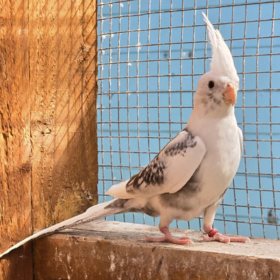 Whiteface Pearl Pied's