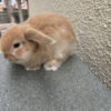 ginger rabbit