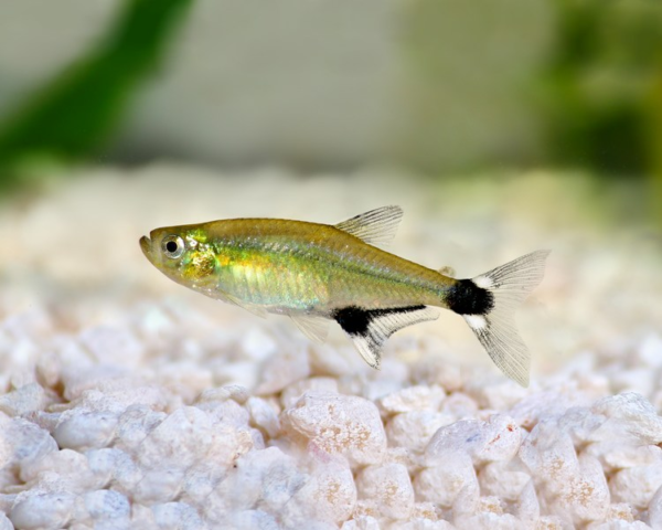 Paraguayensis Tetra (Aphyocharax paraguayensis)