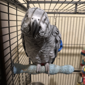 African grey adult FEMALE