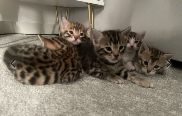 Adorable Bengal Kittens Ready for Their Forever Homes