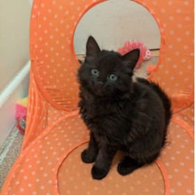 black-super-fluffy-long-haired-kittens-for-sale