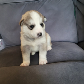 Huskys for sell