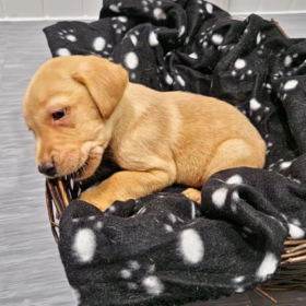 Beautiful Labrador puppies