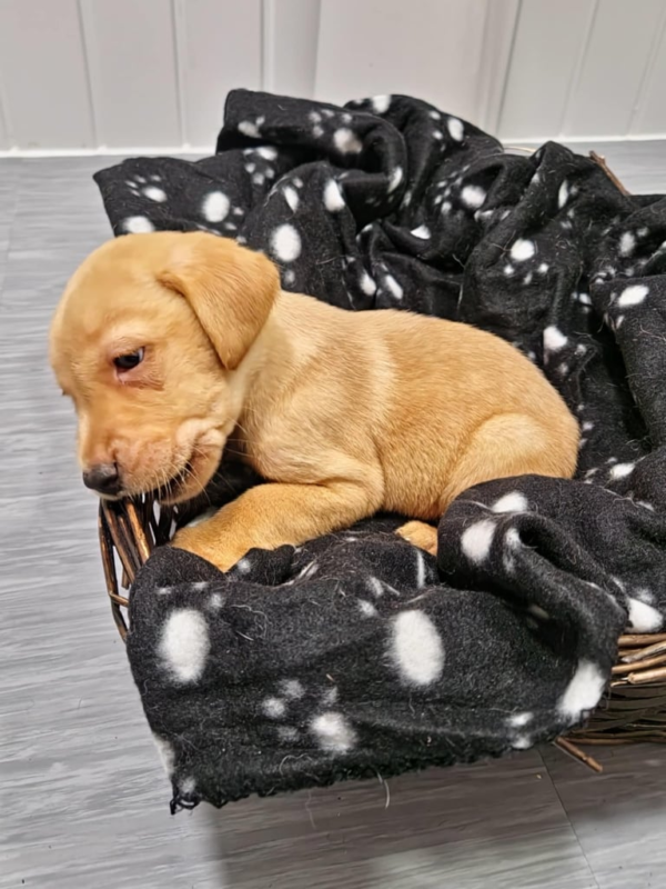 Beautiful Labrador puppies