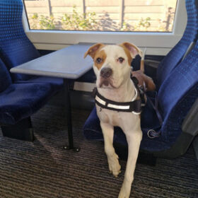 A dog named JAXS sitting comfortably on a seat, showcasing a relaxed and content demeanor.