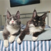 Two Maine Coon Kittens